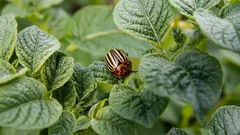 Der Kartoffelkäfer: Wie man ihn ohne Gift loswird und warum Asche mit Teer die Schädlinge dazu bringt, das Grundstück zu verlassen